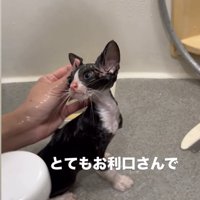 シャンプーされる子猫