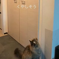 壁を見上げる猫（くやしそう）