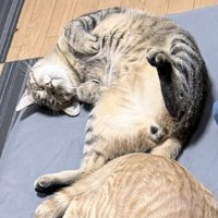 体をくねらせてへそ天するキジトラ