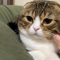 顔をなでられる猫