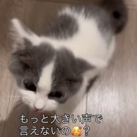 飼い主さんに話しかけられる子猫