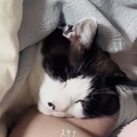旦那さんと一緒に寝る保護猫