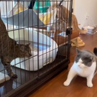 ケージ越しに対面する2匹の猫