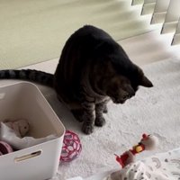 赤ちゃんに近い猫がオモチャを見つめている