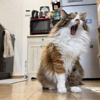 あくびのニコちゃん