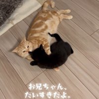 毛づくろいをしている猫と子猫
