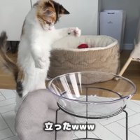 立った