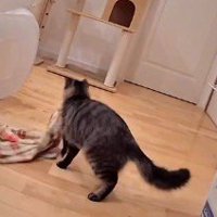 ブランケットを咥えて座る場所を探す猫