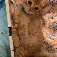 へそ天の茶トラ