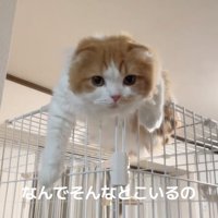 前足を垂らしてお出迎え