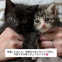 2匹の子猫たち