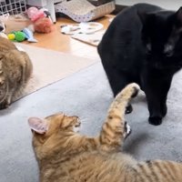 じゃれ合う猫
