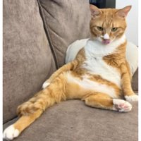 寝転がる猫