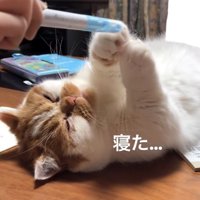 寝落ちする猫