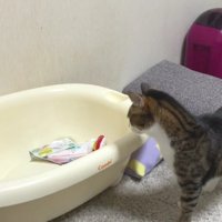 ベビーバスを見る猫