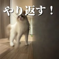 やんのかステップの猫