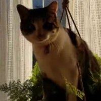 プランターに乗っている猫
