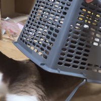 罠に入る猫の写真2