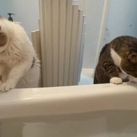 お風呂場にいる猫