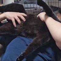 猫吸いされる猫2