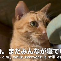 朝4時の猫さん