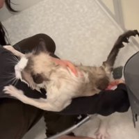 腕にしがみつく猫