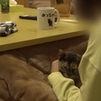 こたつに入る飼い主と膝の上にいる猫