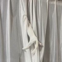 カーテンにつかまって宙ぶらりんの猫