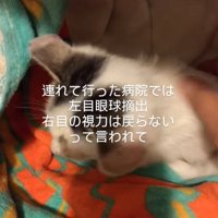 布に包まれる猫