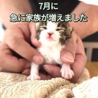目が開いていない赤ちゃん猫