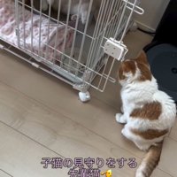 「子猫の見守りを～」と書かれた写真