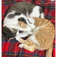 寝ている猫たち