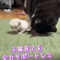 サポート
