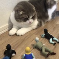 右側にいるおもちゃを見つめる猫