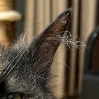 猫の耳毛