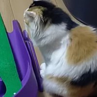 ホールの近くに座る三毛猫