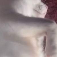 男性に体を撫でられてうっとりしている猫