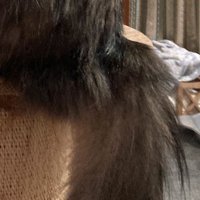 長毛猫のボリュームのあるしっぽ