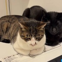 くつろぐ2匹の猫