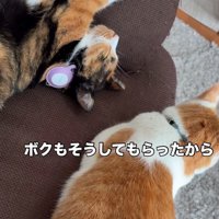 寝ている三毛猫と茶白猫