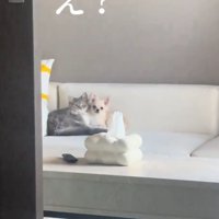 ソファに座る猫と犬