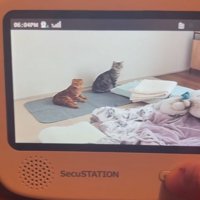 振り返る猫