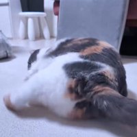足を伸ばす猫