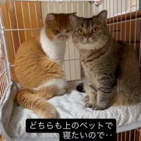 ケージのベッドから降りない2匹の猫