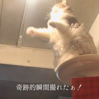 光りだした電球をながめる猫