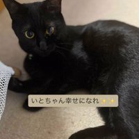 寝そべる猫