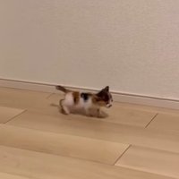 てくてく歩き続けるつむぎちゃん