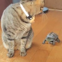 スケボーで追いかける亀