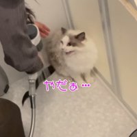 不満げな声を上げる猫