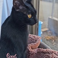 窓の外を眺める黒猫